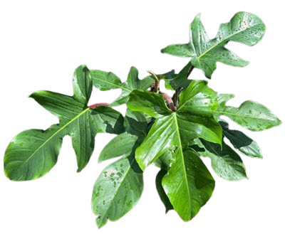 Squamiferum